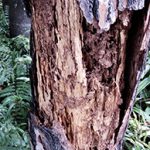 Tree Termite Damage — Pest Experts in Torquay Hervey Bay, QLD