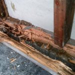 Wood that's been Eaten by Termites — Pest Experts in Torquay Hervey Bay, QLD