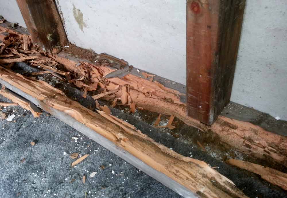 Wood that's been Eaten by Termites — Pest Experts in Torquay Hervey Bay, QLD