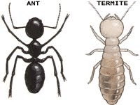 Ant and Termite Differences — Pest Experts in Torquay Hervey Bay, QLD
