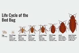 Bed Bug Life Cycle — Pest Experts in Torquay Hervey Bay, QLD