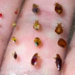 Bed Bugs — Pest Experts in Torquay Hervey Bay, QLD