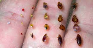 Bed Bugs — Pest Experts in Torquay Hervey Bay, QLD
