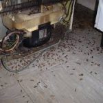 Cockroaches — Pest Experts in Torquay Hervey Bay, QLD