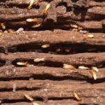 Hervey Bay Termites — Pest Experts in Torquay Hervey Bay, QLD