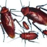 Cockroach Life Cycle — Pest Experts in Torquay Hervey Bay, QLD