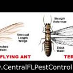 Flying Ant and Termite — Pest Experts in Torquay Hervey Bay, QLD