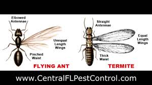 Flying Ant and Termite — Pest Experts in Torquay Hervey Bay, QLD