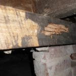 Termite Pest on Wood — Pest Experts in Torquay Hervey Bay, QLD